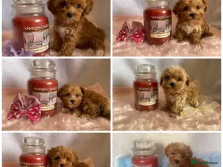 Maltipoo dogs Extensively DNA tested Asian maltipoo puppies - Advert 1