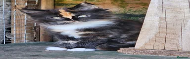 Maine Coon 6