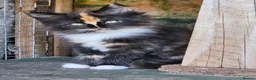 Maine Coon cats for sale: Maine Coon babies  - Advert 13