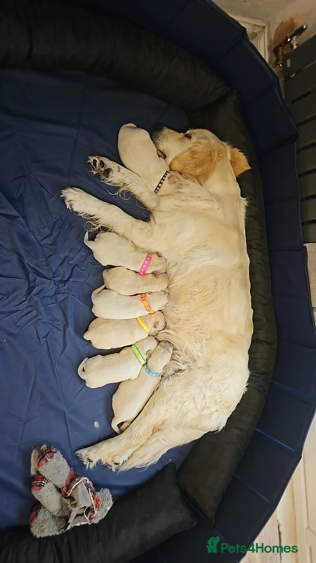 Golden Retriever dogs for sale: Cream and golden retriever puppies in Bristol - Advert 2