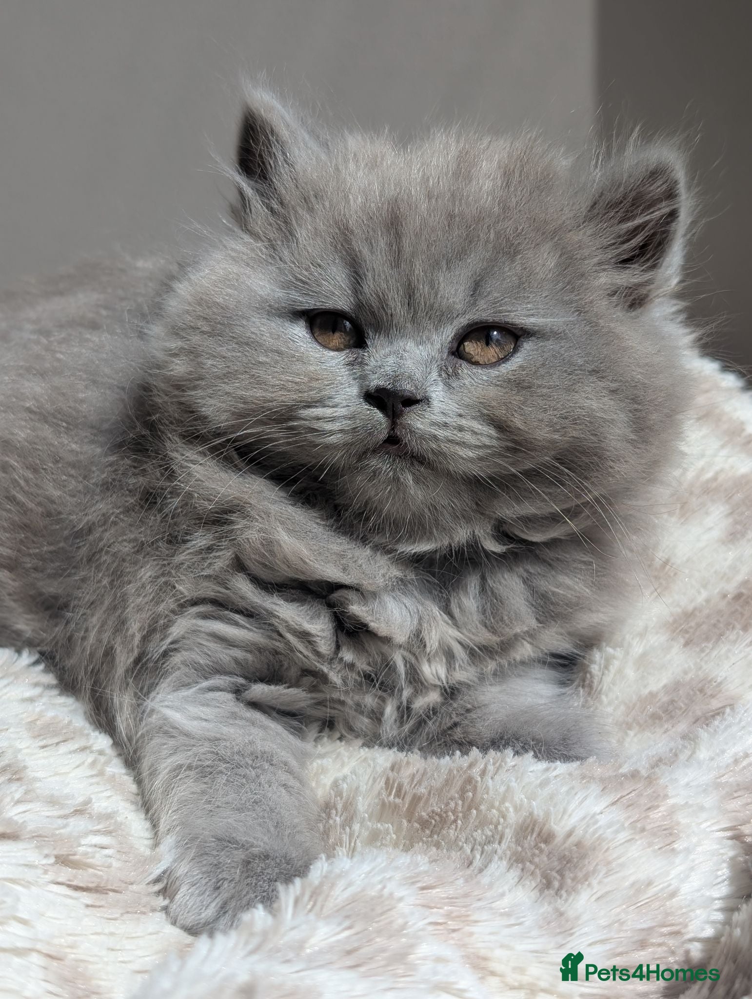 British Longhair cats British longhair and shorthair kittens  - Advert 13