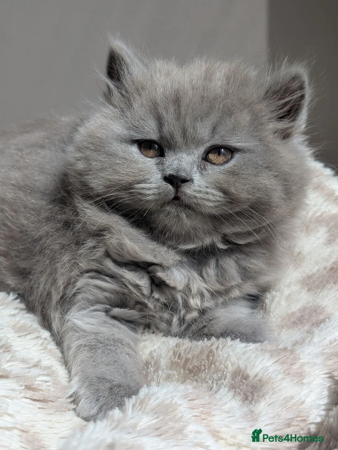 British Longhair cats for sale: British longhair and shorthair kittens  - Advert 1