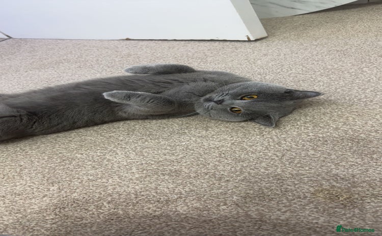 British Shorthair cats - Advert 10