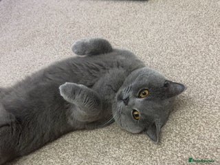 British Shorthair cats - Advert 28