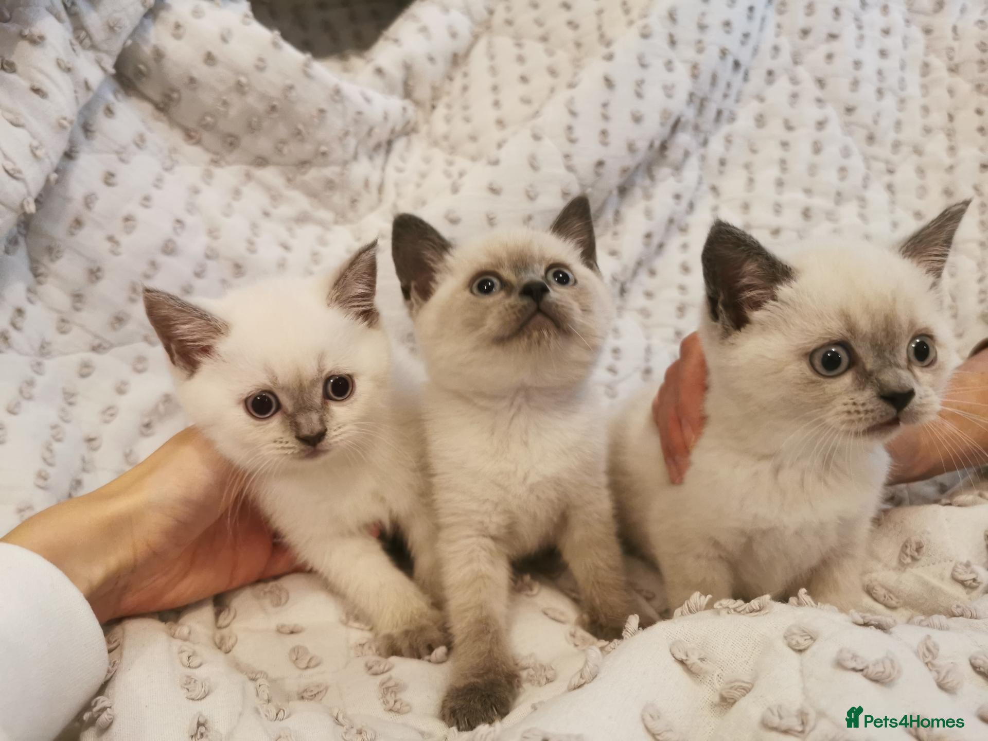 British Shorthair cats for sale: British Shorthair Points  - Advert 1