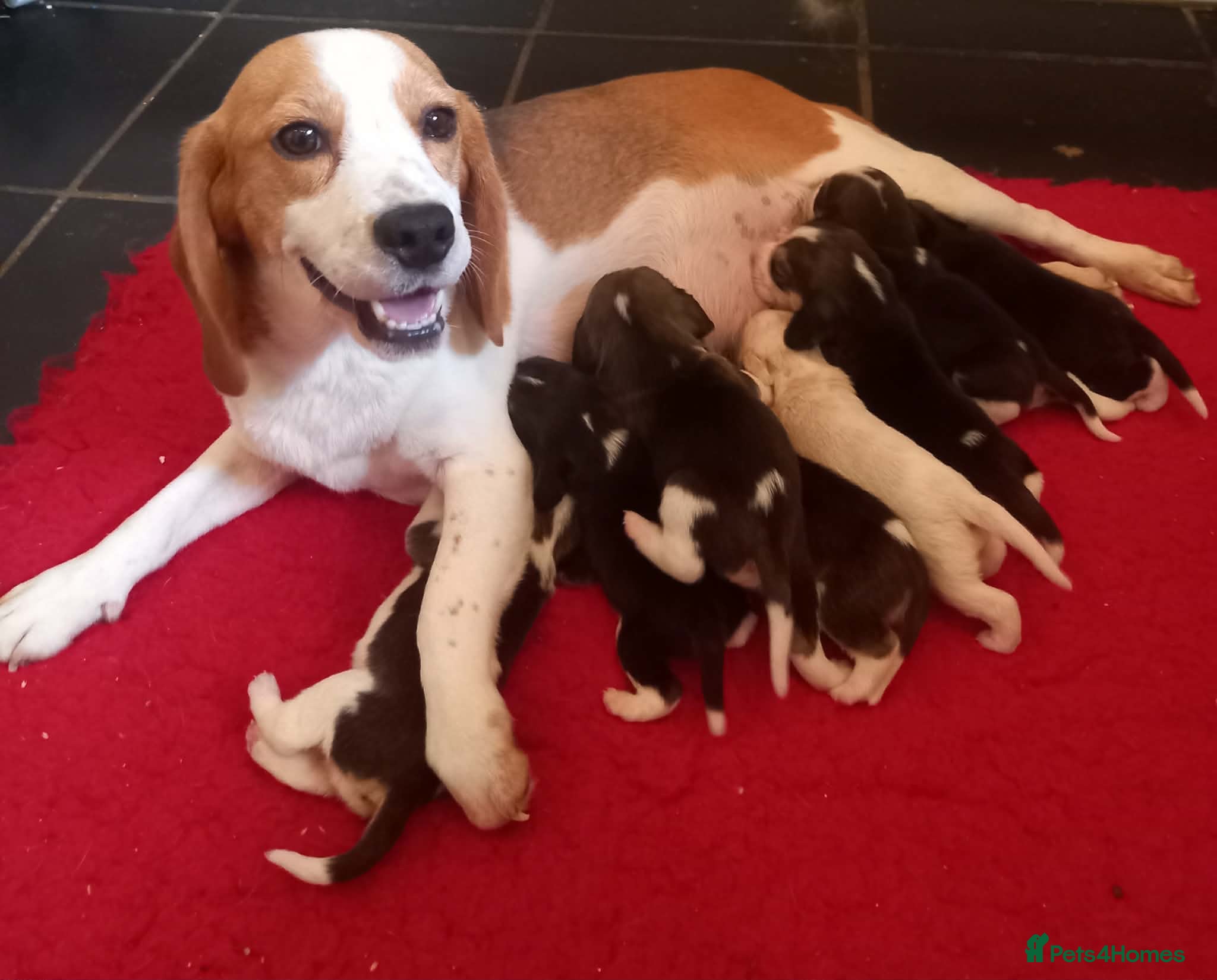 Beagle dogs KC Registered Beagle Puppies  - Advert 1