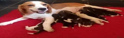 Beagle dogs for sale: KC Registered Beagle Puppies  - Advert 1