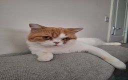 British Shorthair cats for sale: TWO YEAR OLD AFFECTIONATE CAT - Image 3