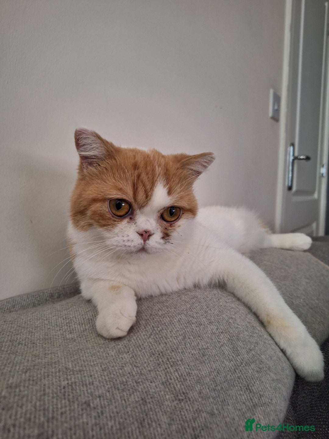 British Shorthair cats for sale: TWO YEAR OLD AFFECTIONATE CAT - Image 3