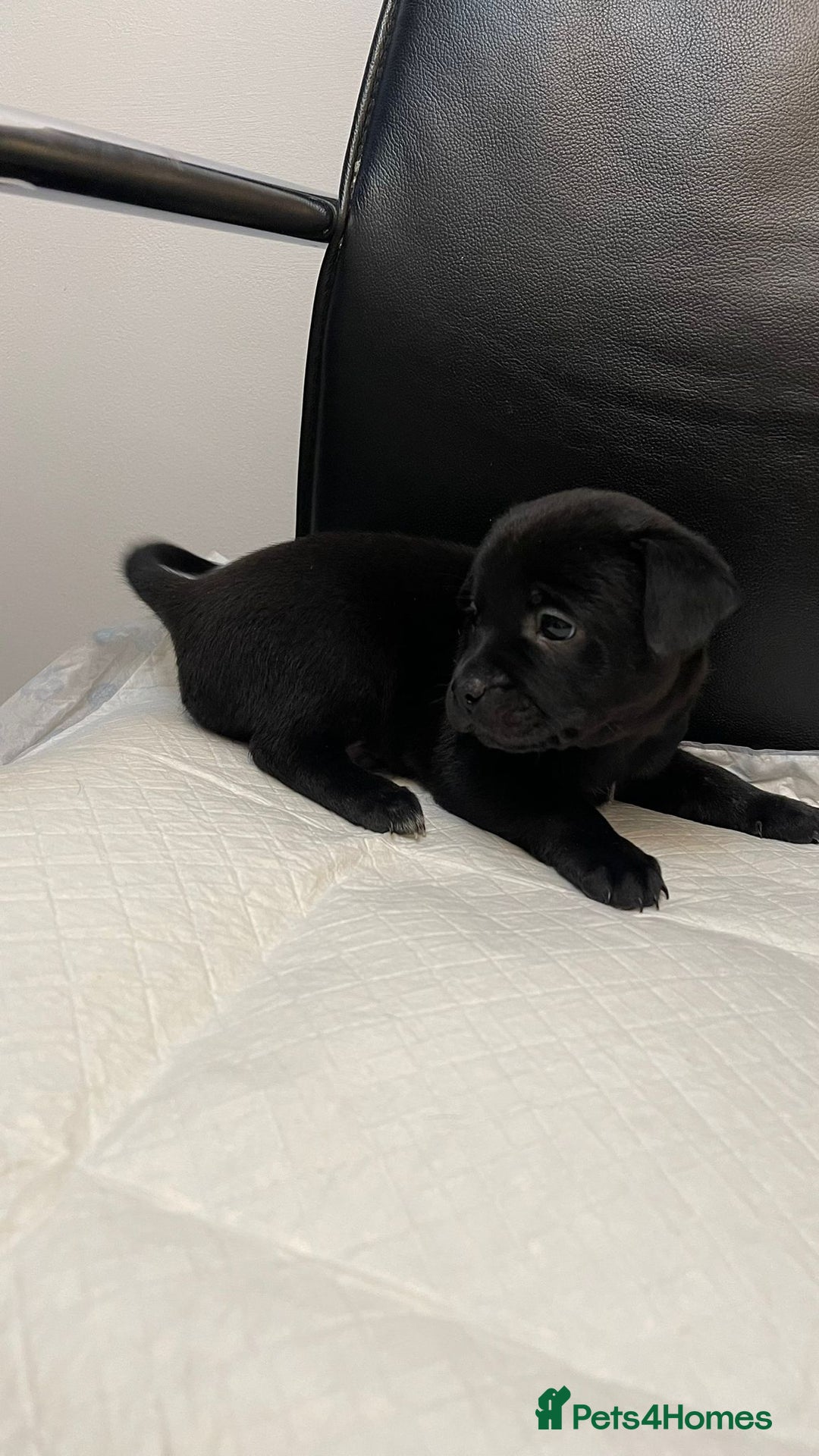 Mixed Breed dogs for sale: French bulldog mixt - Advert 7