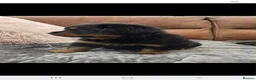 Rottweiler dogs for sale: Long haired Rottweilers  - Advert 20