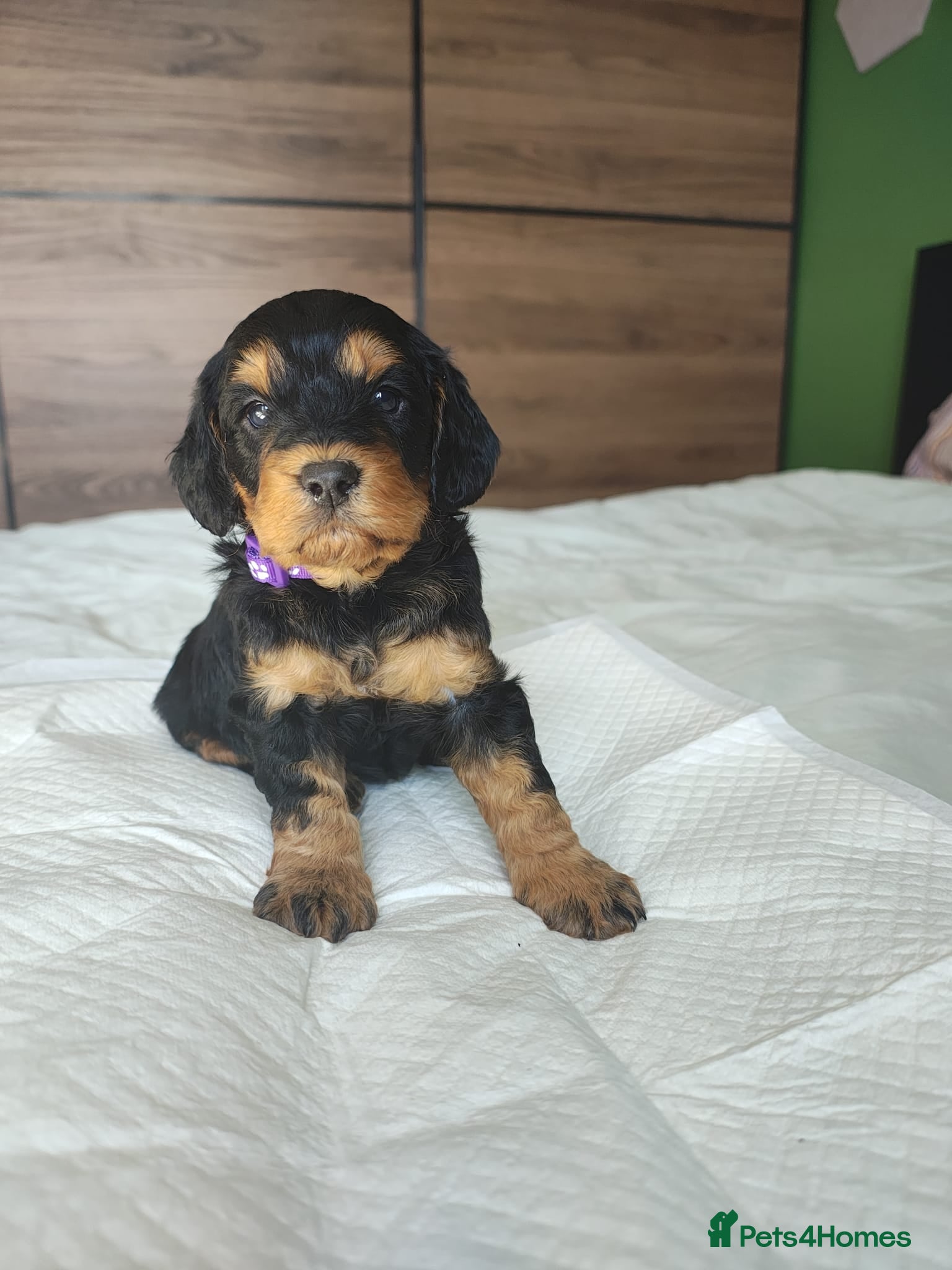 Cockapoo dogs Gorgeous Cockapoo puppies F1B - Advert 2