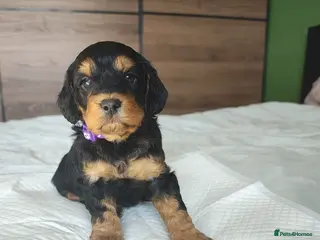 Cockapoo dogs Gorgeous Cockapoo puppies F1B - Advert 2