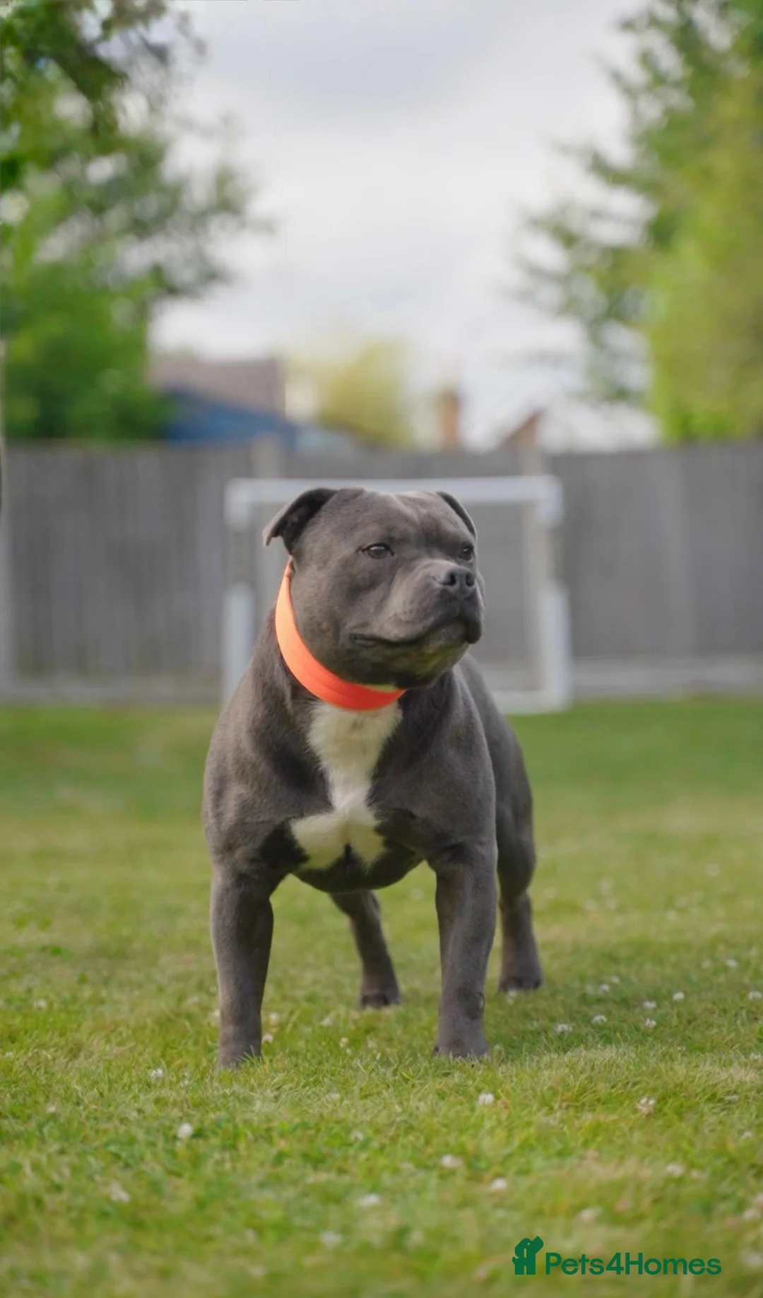 Staffordshire Bull Terrier dogs for stud: NARCOS! THE U.K’s FINEST STAFFY AVAILABLE NOW! in Nottingham - Advert 32