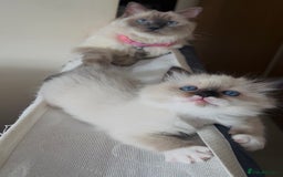 Ragdoll cats for sale: READY SOON!! PUREBRED RAGDOLL KITTENS - Image 24