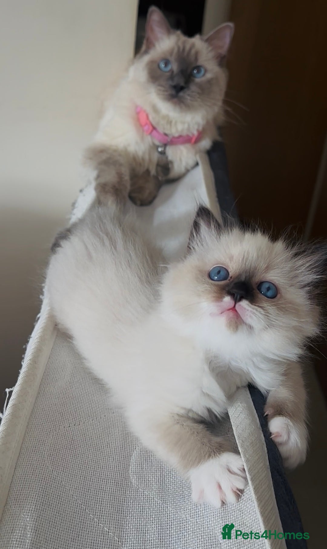 Ragdoll cats for sale: READY SOON!! PUREBRED RAGDOLL KITTENS - Image 24