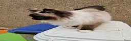 Ragdoll cats for sale: GCCF Registered Active Male - Advert 2