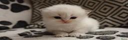 British Longhair cats for sale: British Longhair BSH - Advert 2