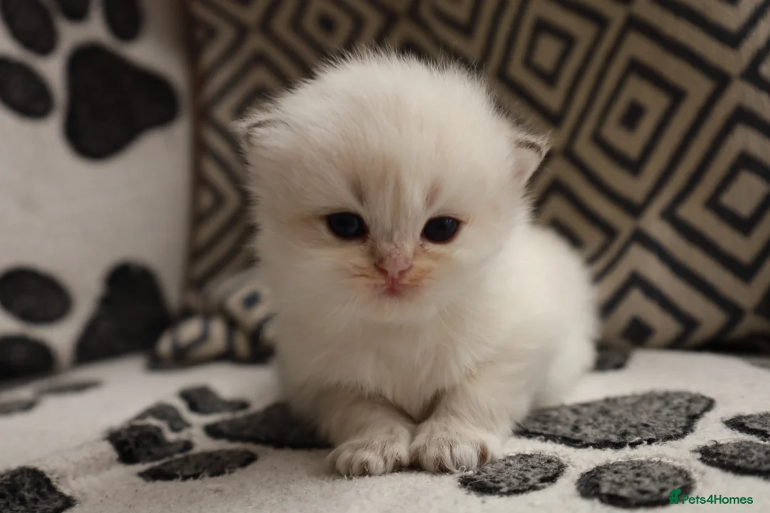 British Longhair cats for sale: British Longhair BSH - Advert 2