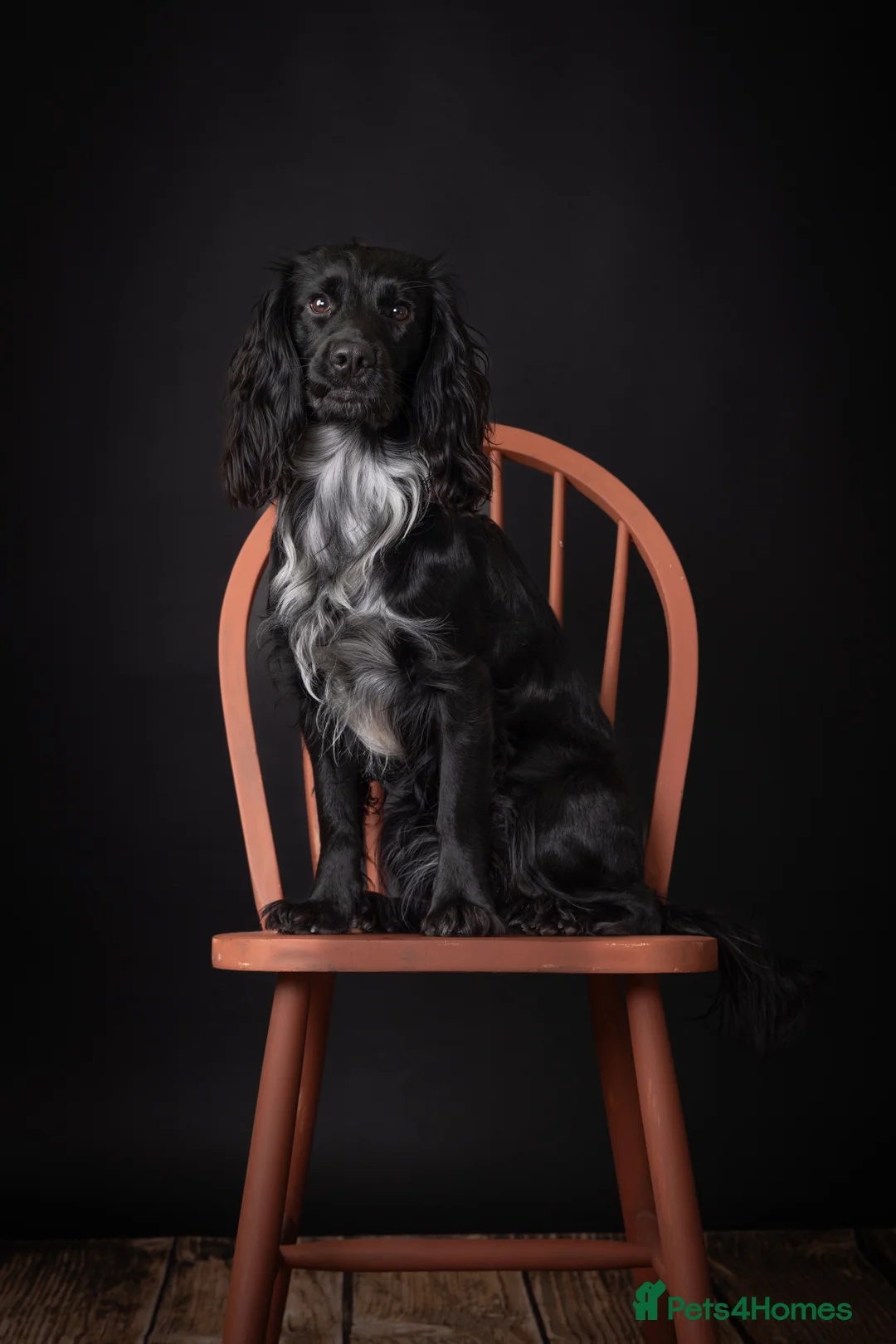 Cocker Spaniel dogs for stud: Working Cocker Spaniel-Proven Stud Available 🐾 - Advert 7
