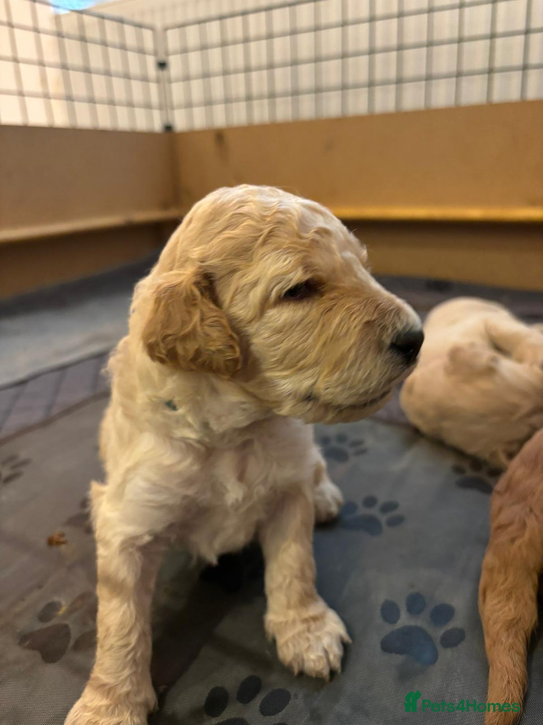 Goldendoodle dogs for sale: Beautiful F1B Goldendoodle Puppies – Ready Soon - Image 22