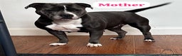 Staffordshire Bull Terrier dogs for sale: ✨🥰🐶 KC Registered Staffordshire Bull Terrier  🐾 - Advert 3