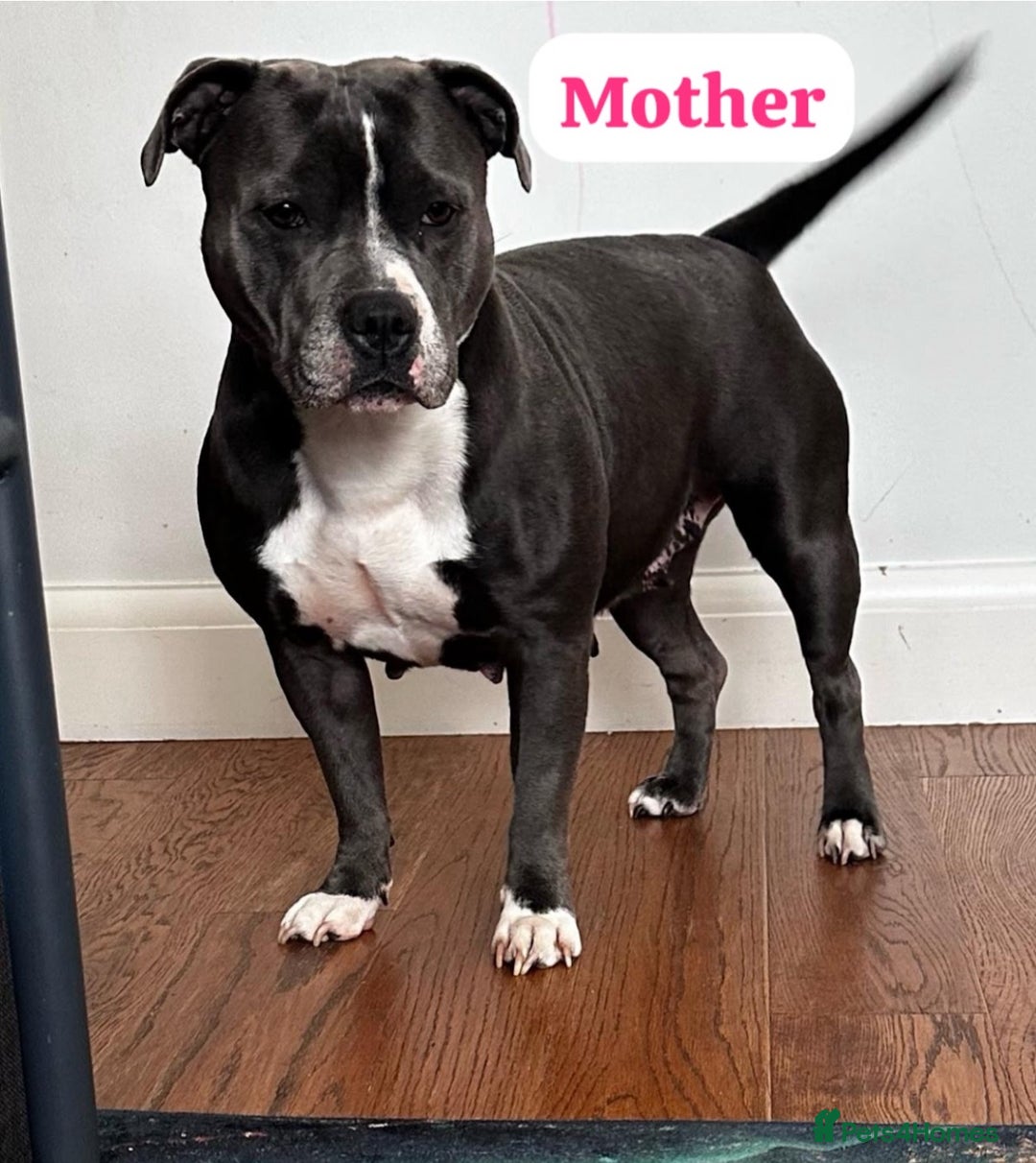 Staffordshire Bull Terrier dogs for sale: ✨🥰🐶 KC Registered Staffordshire Bull Terrier  🐾 - Advert 3