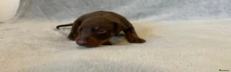Dobermann dogs for sale: Amazing Doberman puppies ,Gambol/zues - Advert 4