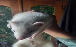 Ferret rodents for sale: Half micro silver hob kit - Image 3