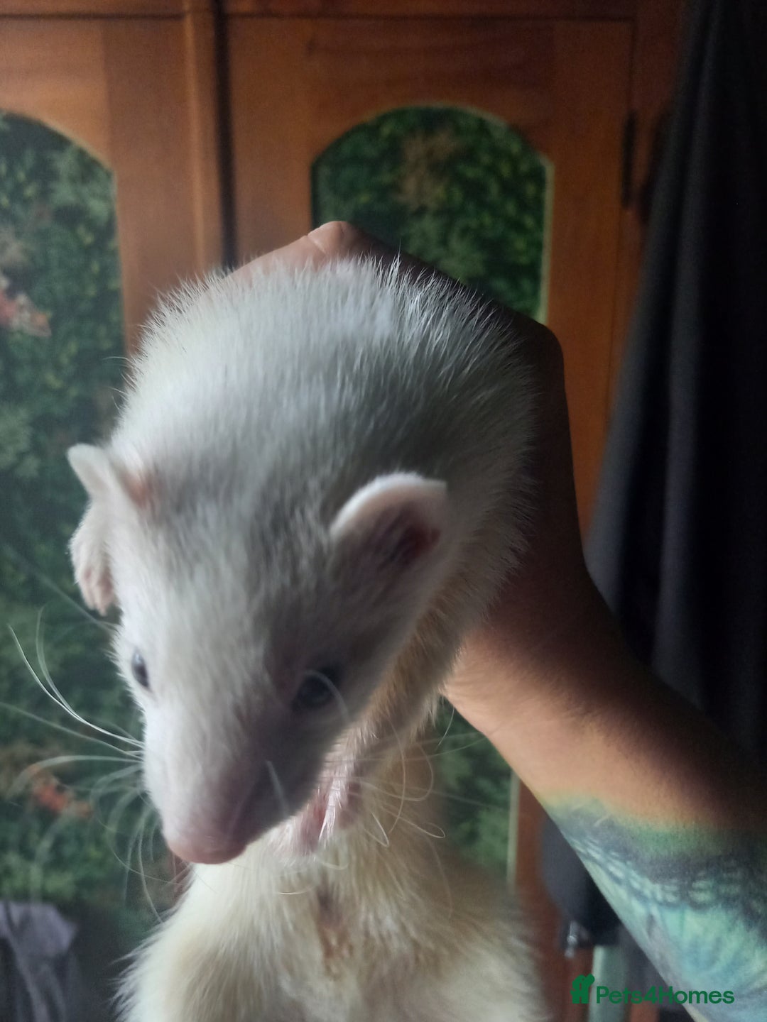 Ferret rodents for sale: Half micro silver hob kit - Image 3