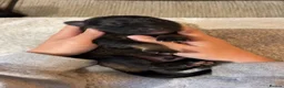 German Shepherd dogs for sale: Healthy & Chunky German Shepherd Puppies in Betws-y-Coed - Advert 8
