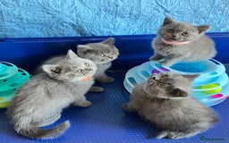 British Shorthair cats for sale: GCCF registered ChampionBloodline 5GENpedigree BSH - Image 11
