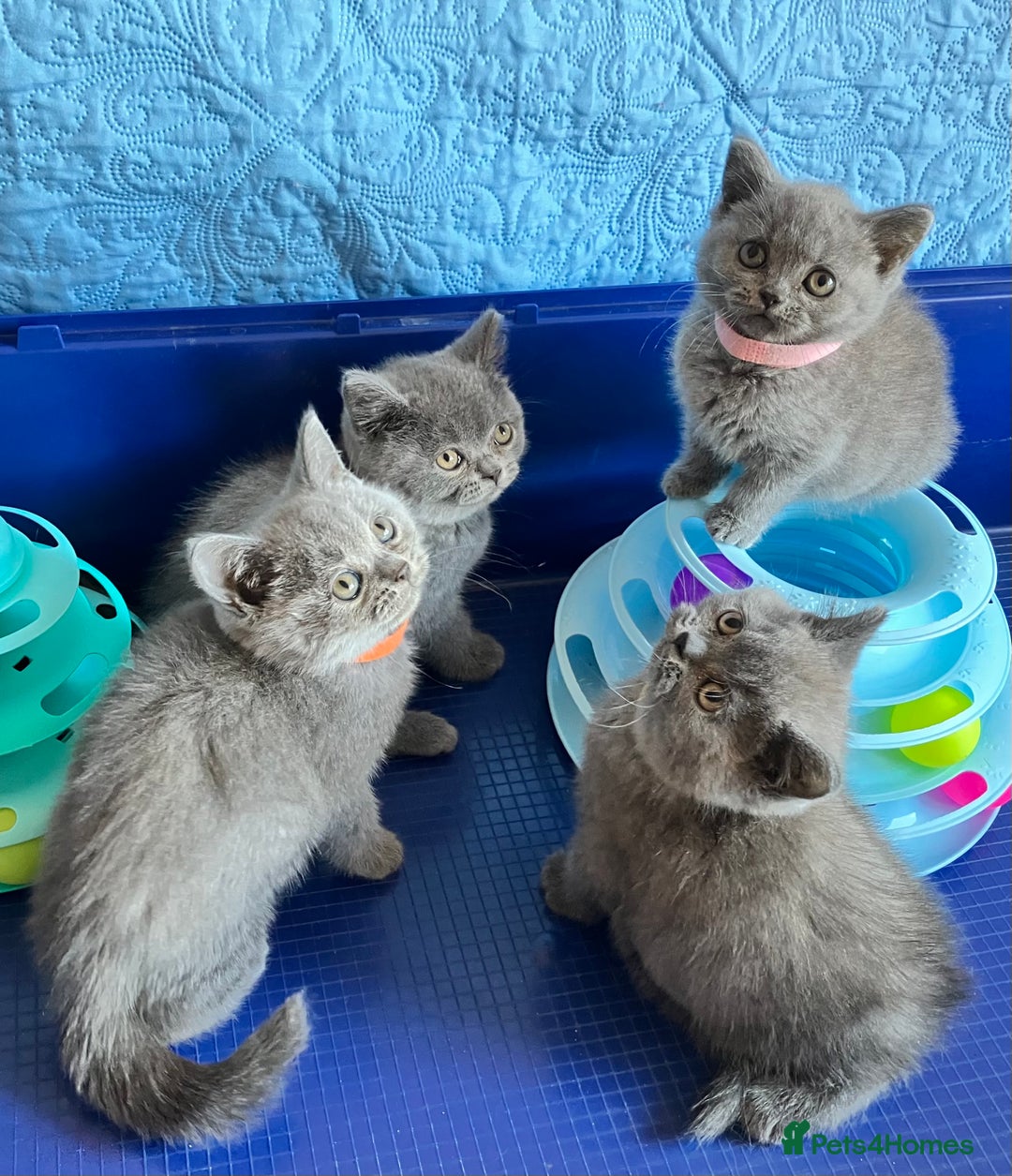 British Shorthair cats for sale: GCCF registered ChampionBloodline 5GENpedigree BSH - Image 11