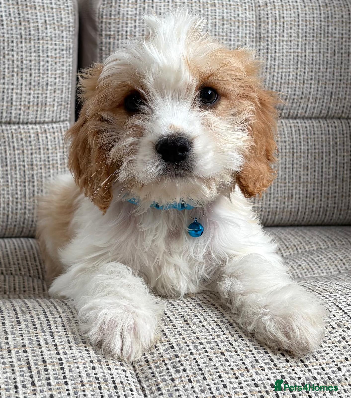 Cavapoo dogs F1b Cavapoo puppies! - Advert 5