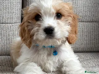 Cavapoo dogs F1b Cavapoo puppies! - Advert 15