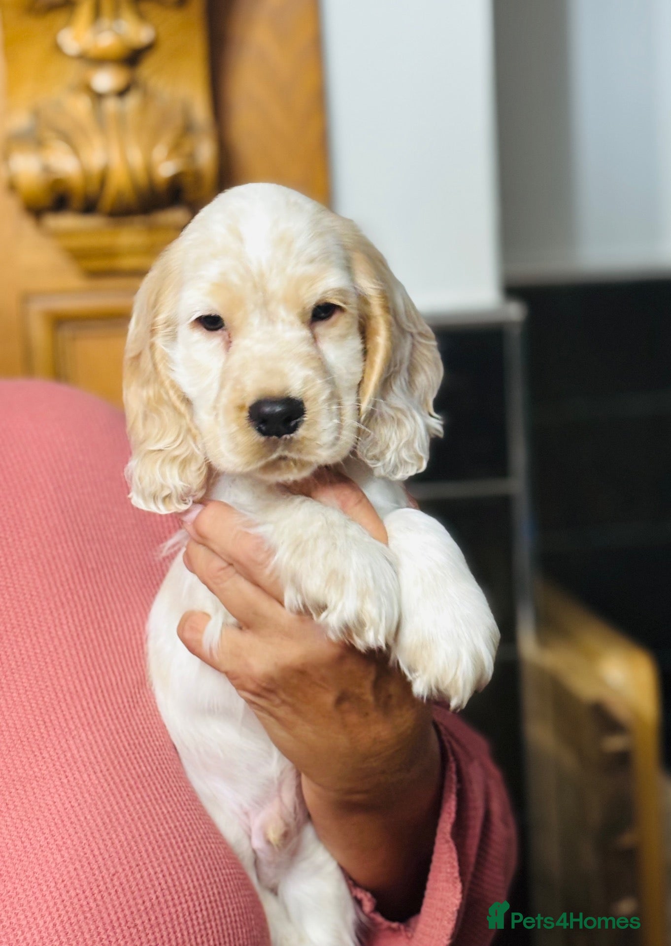 Cocker Spaniel dogs Ready for new homes, pedigree show cocker puppies - Advert 1