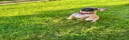 French Bulldog dogs for sale: 🔥Last 2boys French Bulldog ready to leave now🔥 - Advert 5