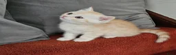Scottish Fold cats for sale: Adorable Scottish Fold Straight Ear Tabby Kittens  - Advert 17