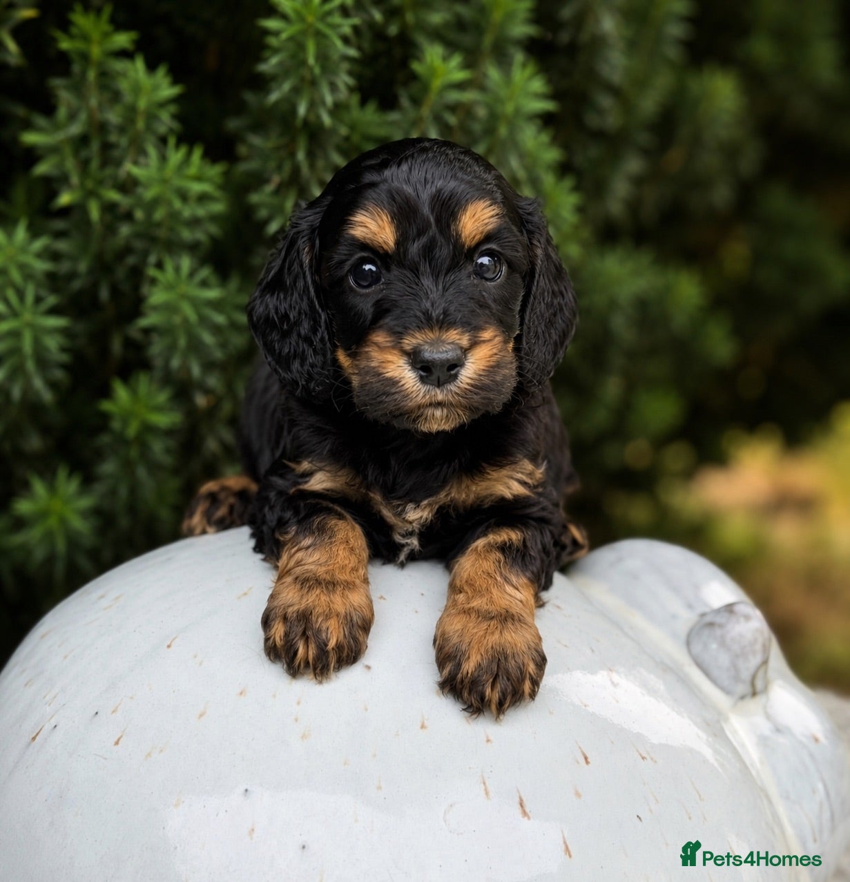 Cockapoo dogs Stunning unusual cockapoos  - Advert 1