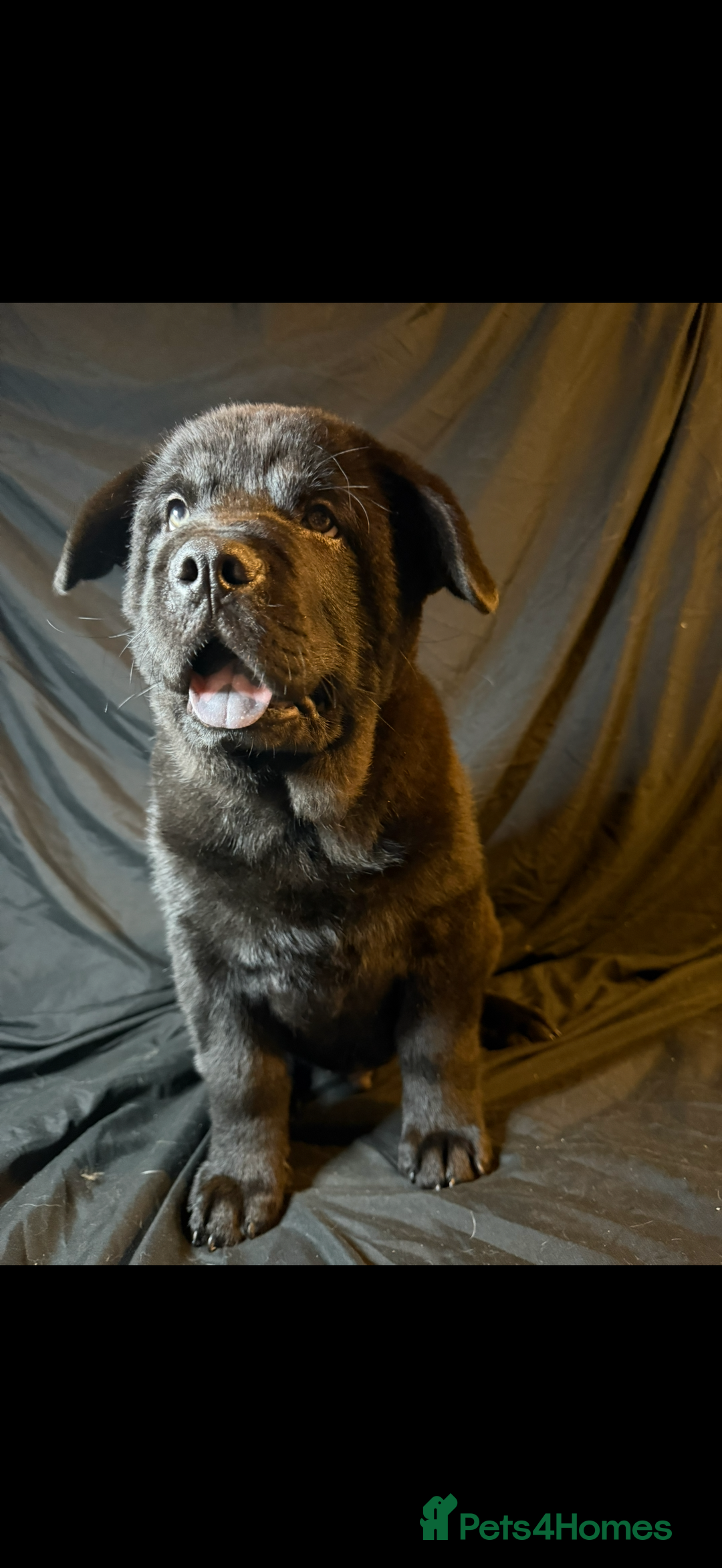 Mixed Breed dogs for sale: Beautiful chow x Newfoundland puppies - Image 6