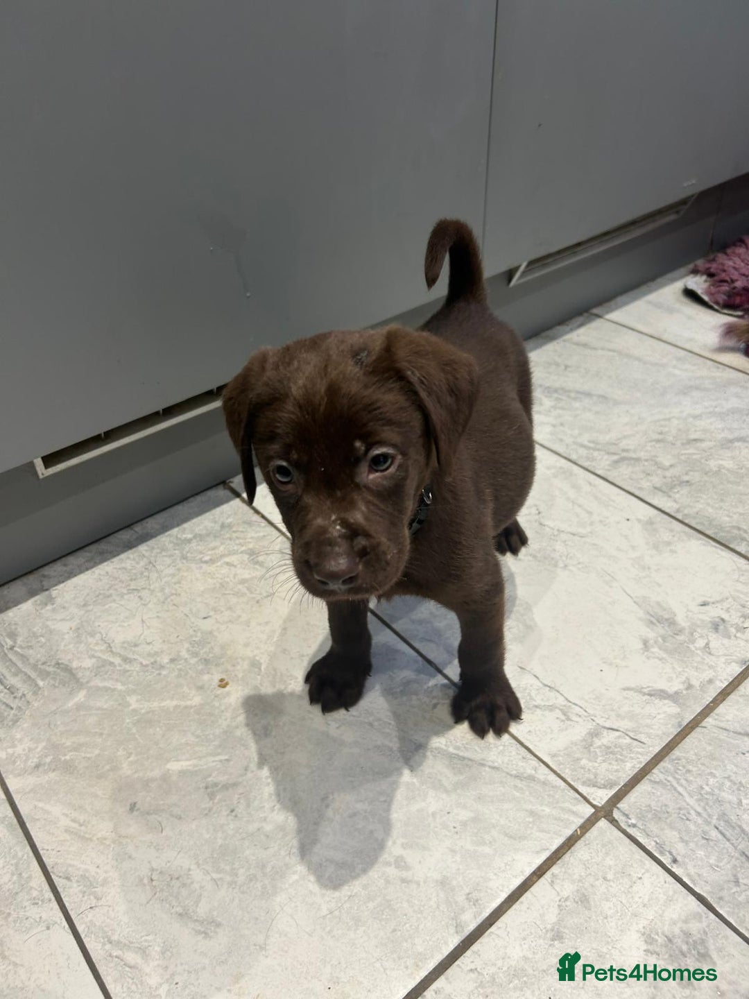 Labrador Retriever dogs for sale: Outstanding litter of Chocolate Labradors  - Advert 19