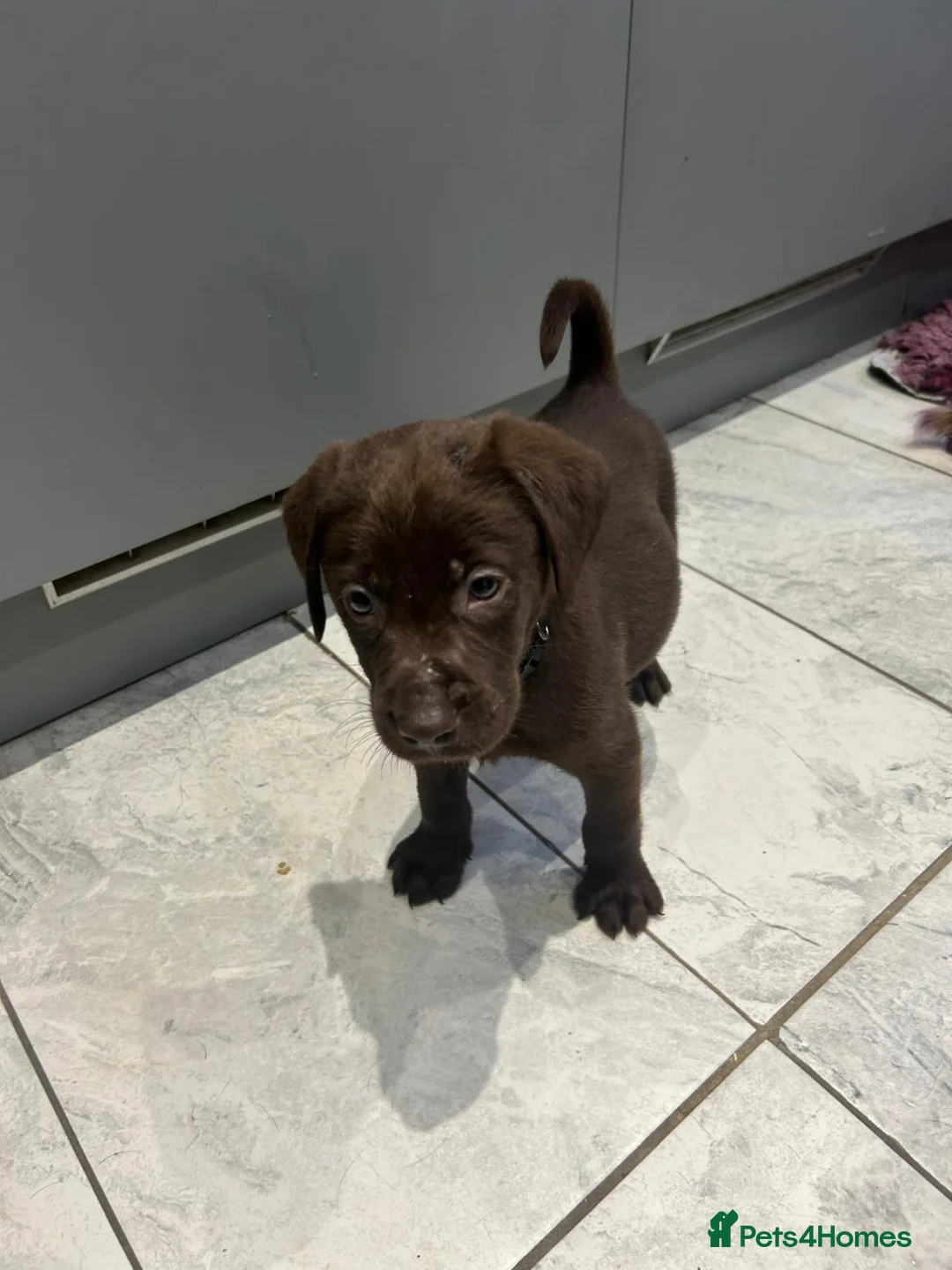 Labrador Retriever dogs for sale: Outstanding health tested Chocolate Labradors  - Advert 19