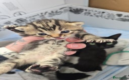 Domestic Shorthair cats for sale: 3 Beautiful Kittens - Image 1