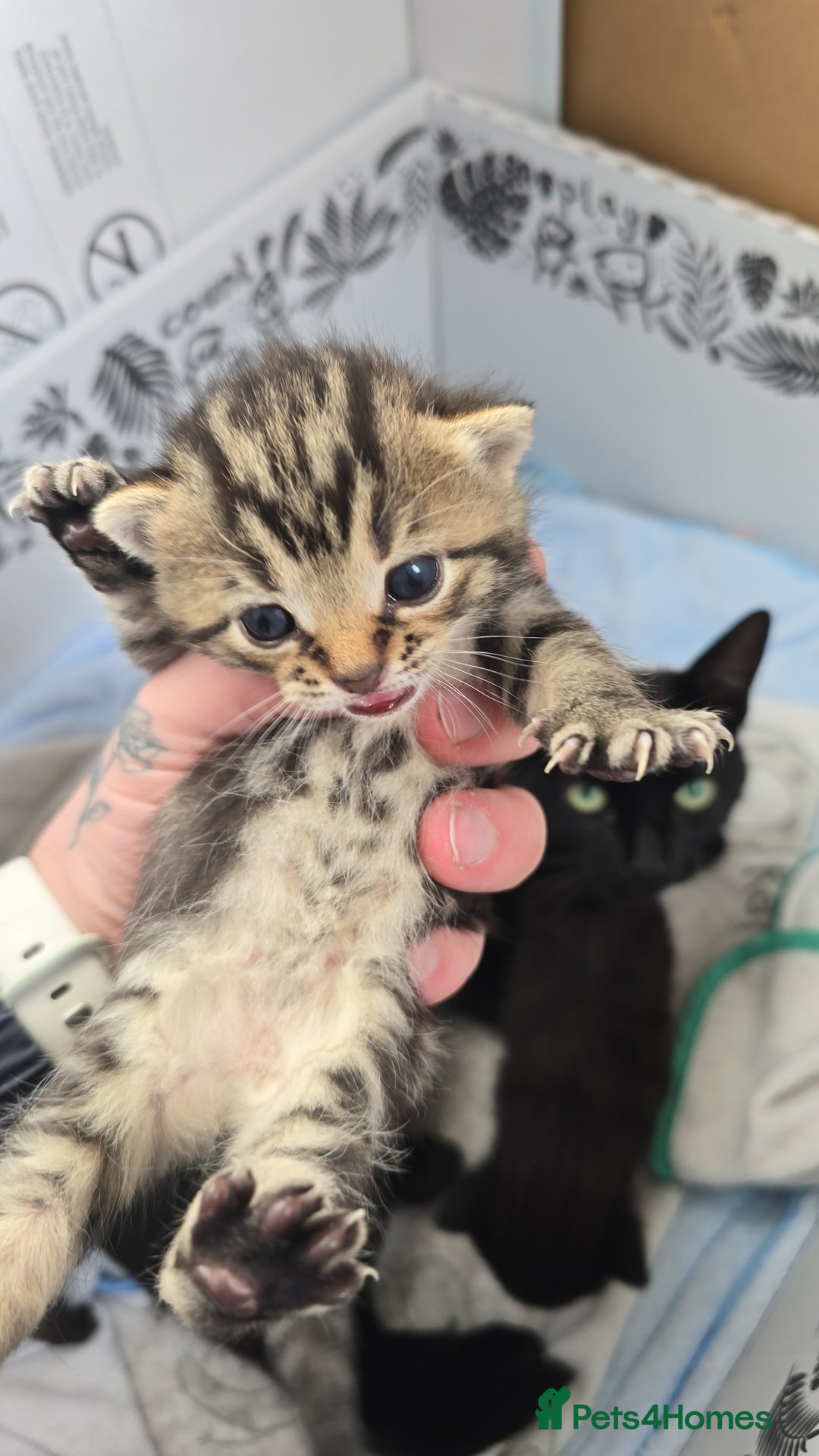 Domestic Shorthair cats for sale: 3 Beautiful Kittens - Image 1