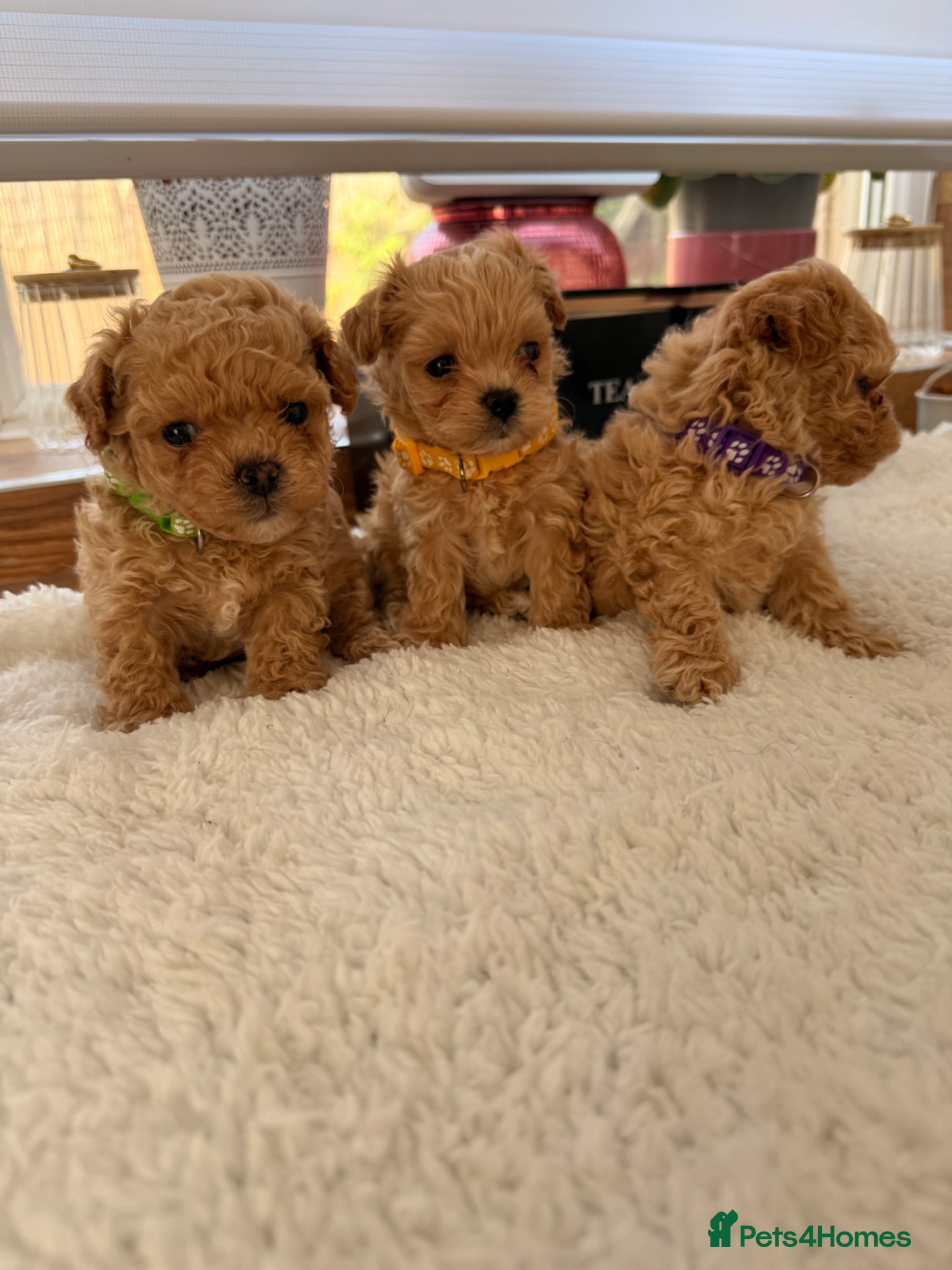 Maltipoo dogs 🤎Beautiful F1 litter of Mini Mini Matipoo 🤎 - Advert 16