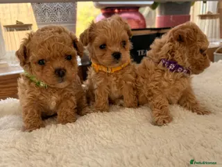 Maltipoo dogs 🧡🤎Beautiful F1 litter of Mini Mini Matipoo 🧡🤎 - Advert 14