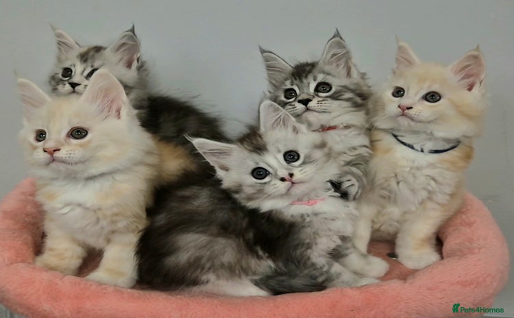 Maine Coon cats GCCF Pedigree Rare Red Shaded Silver Maine Coons - Advert 1