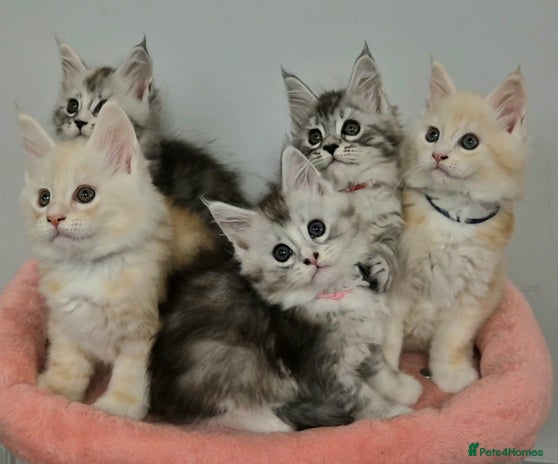 Maine Coon cats GCCF Pedigree Rare Red Shaded Silver Maine Coons - Advert 1