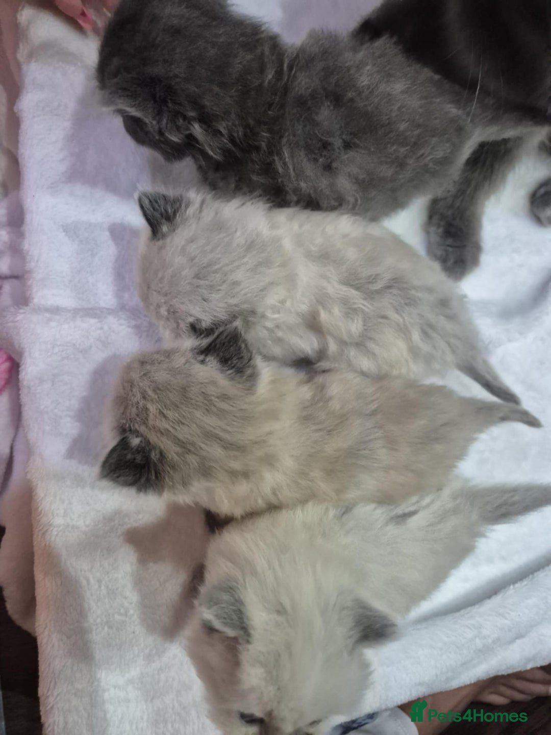 Ragdoll cats for sale: 4 ragdolls ready to leave now  - Image 14
