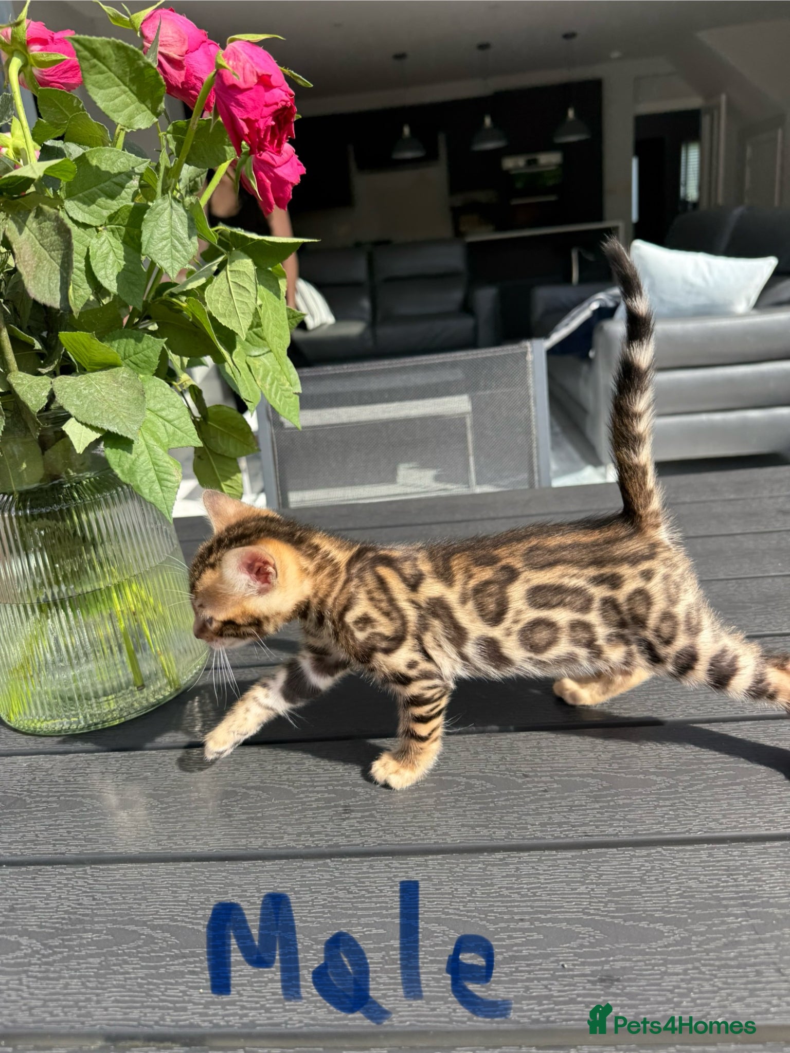 Bengal cats 2 LEFT: TIKA 5th Pedigree bengal kittens  - Advert 5